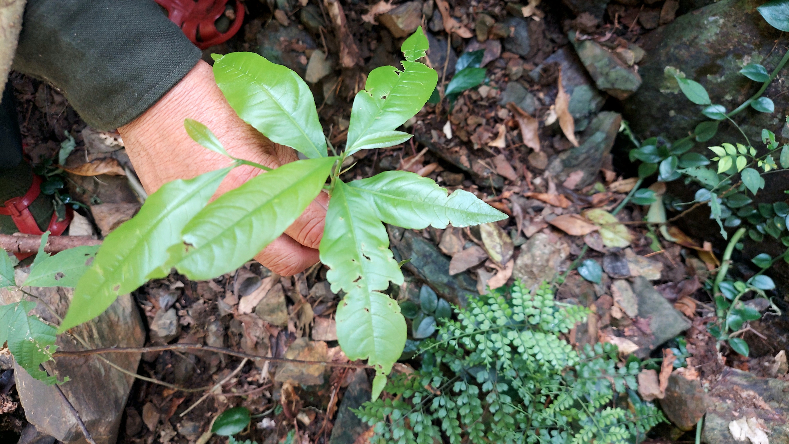 Chung tay giữ rừng mai cổ- Ảnh 5.