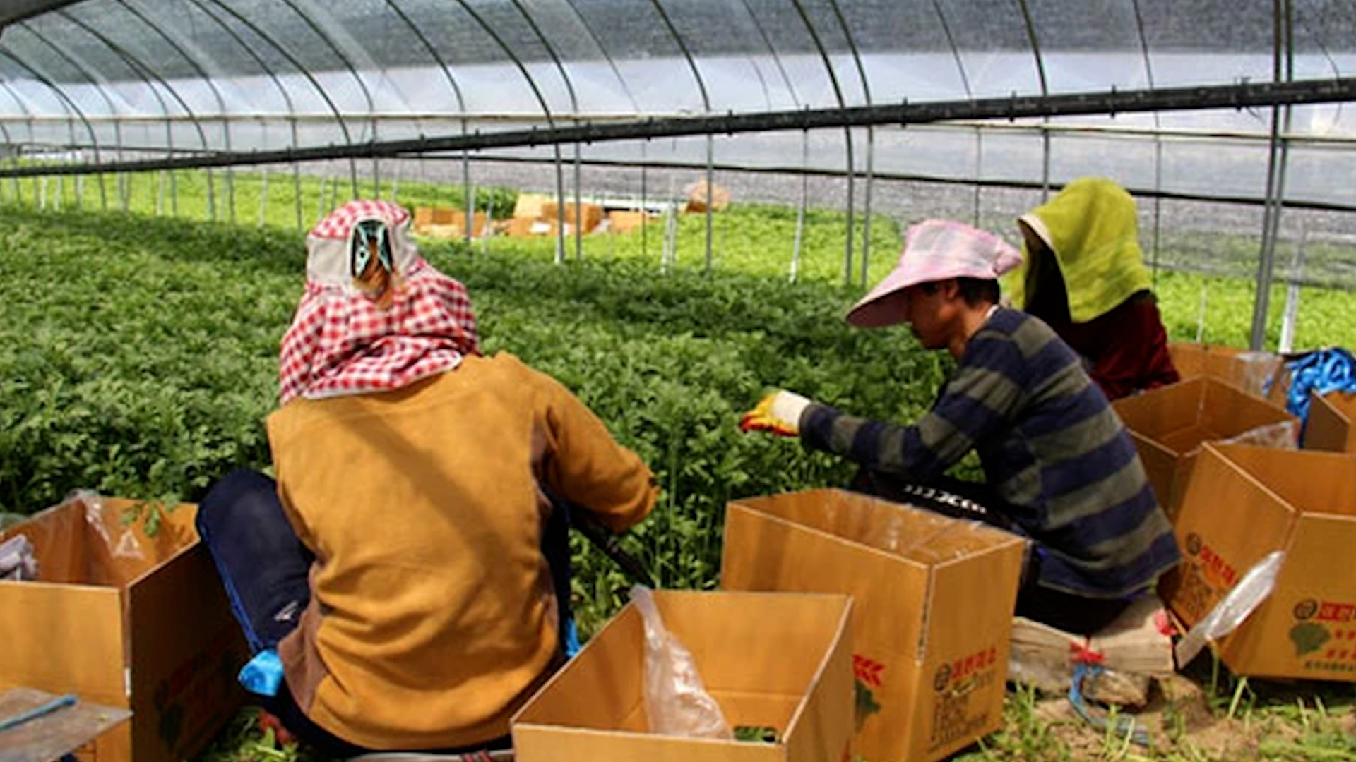 Lương đến 50 triệu đồng/th&aacute;ng, thị trường H&agrave;n Quốc h&uacute;t lao động đến l&agrave;m việc- Ảnh 2.
