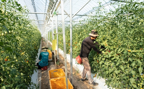 Sang Hàn Quốc làm việc thời vụ: Lựa chọn hấp dẫn nhưng cần cảnh giác