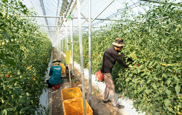 Bộ Nông nghiệp - Thực phẩm và Nông thôn Hàn Quốc cho biết các nông trại tại nước này đang thiếu nhân công trầm trọng