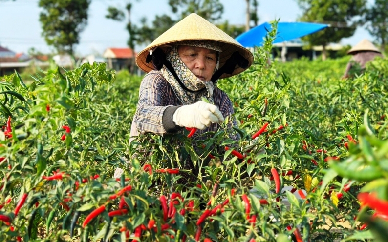 Thị trường Trung Quốc thu mua ớt ồ ạt, giá "nhảy múa"