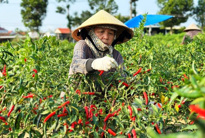 Thị trường Trung Quốc thu mua ớt ồ ạt, gi&aacute; "nhảy m&uacute;a"- Ảnh 2.