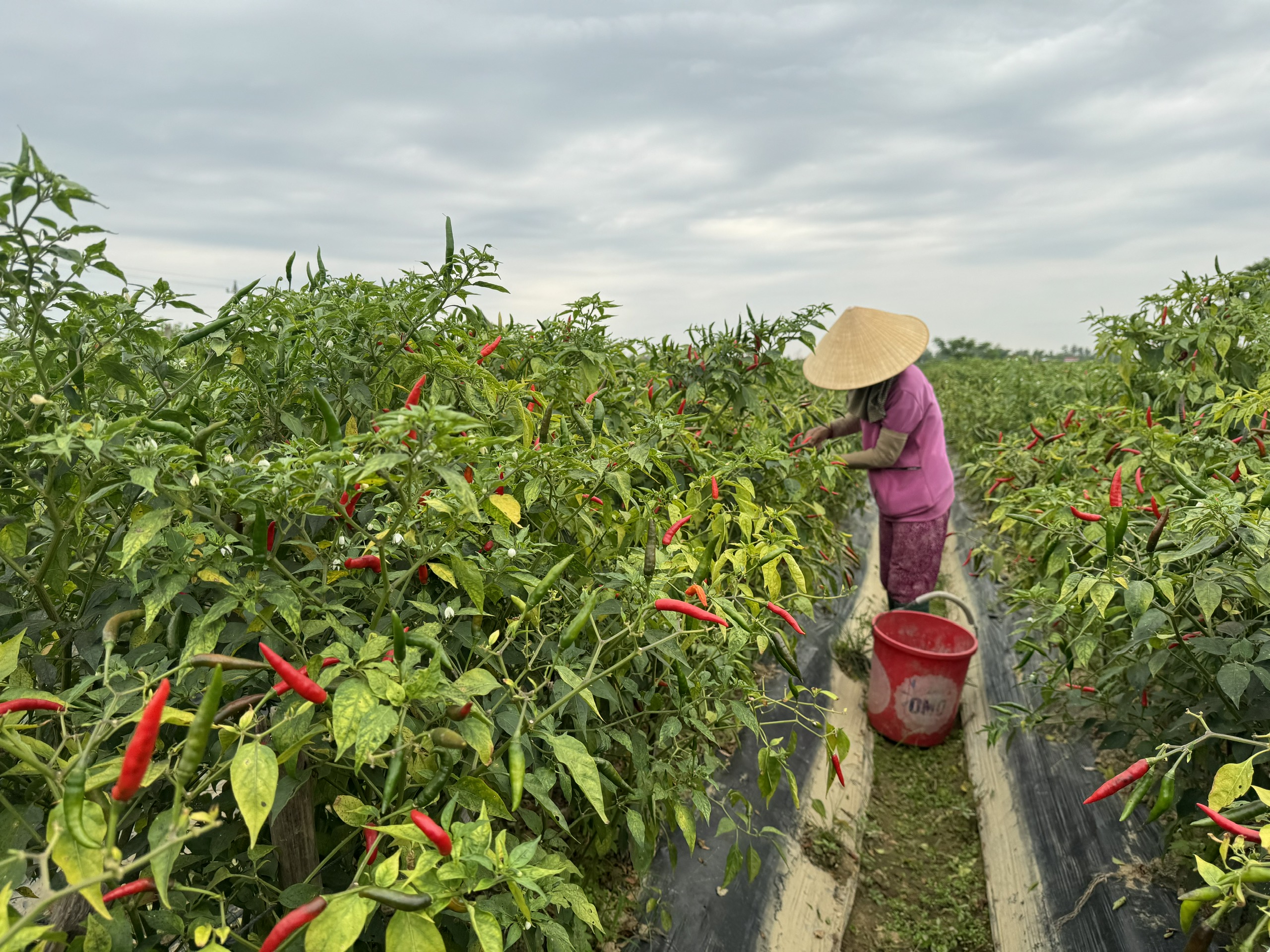 Thị trường Trung Quốc thu mua ớt ồ ạt, gi&aacute; "nhảy m&uacute;a"- Ảnh 1.