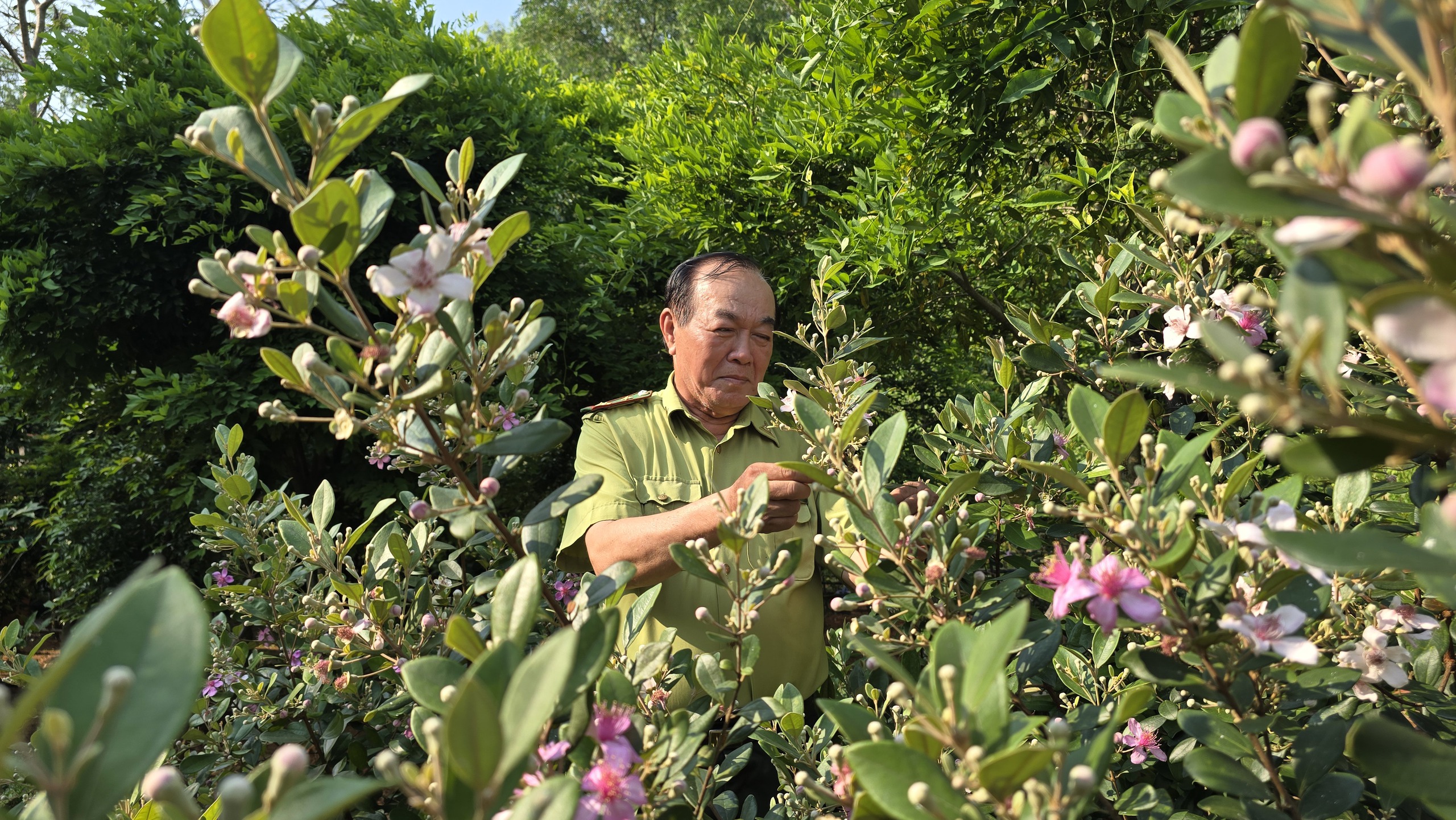 Kh&ocirc;i phục k&yacute; ức về những đồi hoa sim tr&ecirc;n b&aacute;n đảo Sơn Tr&agrave;- Ảnh 6.
