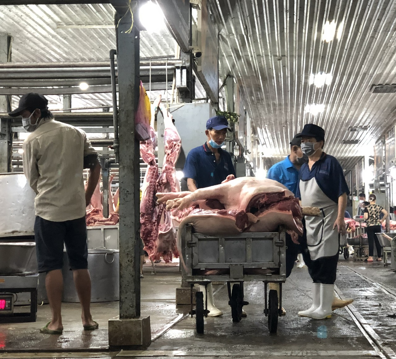Giá heo hơi hôm nay 1-5: Ổn định trong kỳ nghỉ lễ - Ảnh 1.