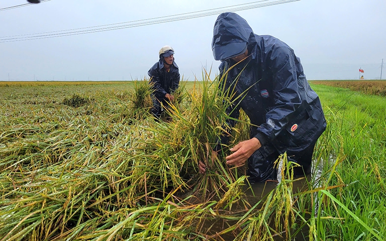 Quảng Bình: Hơn 1.600ha lúa và hoa màu ngập úng, đổ ngã sau mưa lớn
