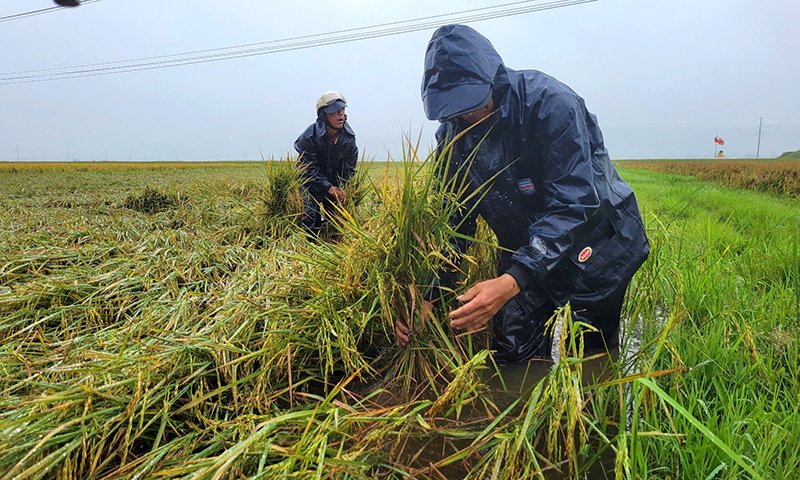 Quảng B&igrave;nh: Hơn 1.600ha l&uacute;a v&agrave; hoa m&agrave;u ngập &uacute;ng, đổ ng&atilde; sau mưa lớn- Ảnh 1.