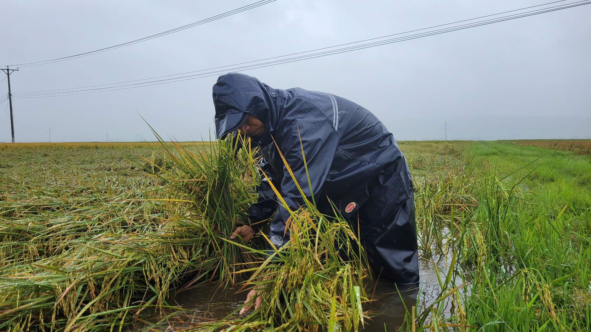 Quảng B&igrave;nh: Hơn 1.600ha l&uacute;a v&agrave; hoa m&agrave;u ngập &uacute;ng, đổ ng&atilde; sau mưa lớn- Ảnh 2.