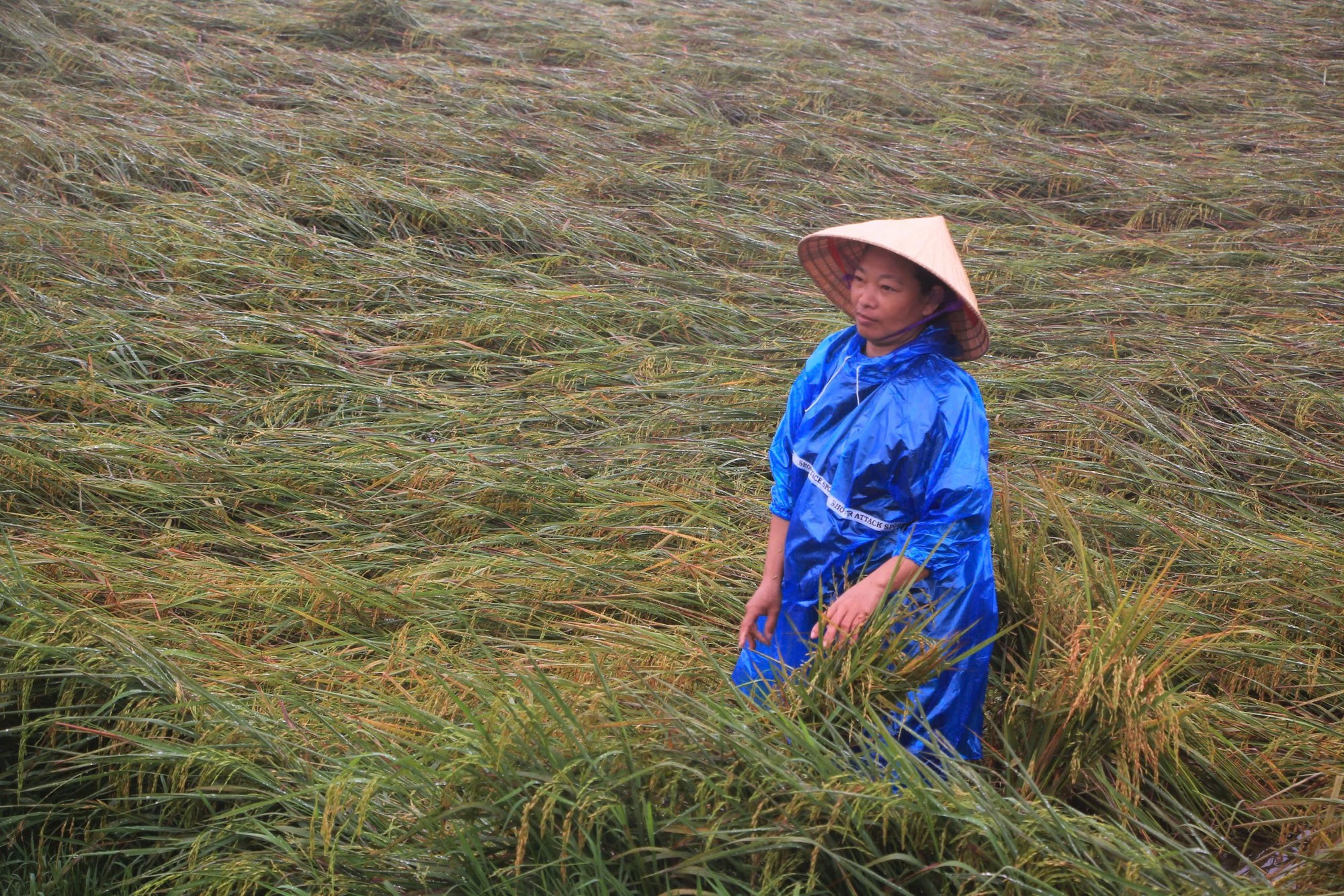 Quảng B&igrave;nh: Hơn 1.600ha l&uacute;a v&agrave; hoa m&agrave;u ngập &uacute;ng, đổ ng&atilde; sau mưa lớn- Ảnh 3.