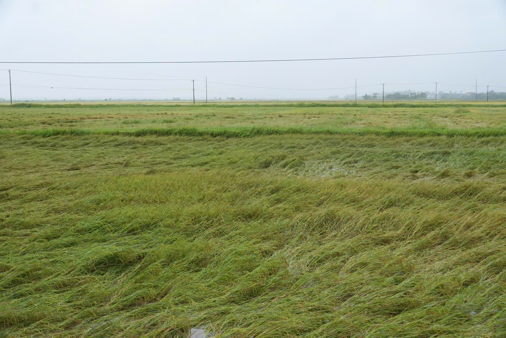 Quảng B&igrave;nh: Hơn 1.600ha l&uacute;a v&agrave; hoa m&agrave;u ngập &uacute;ng, đổ ng&atilde; sau mưa lớn- Ảnh 4.