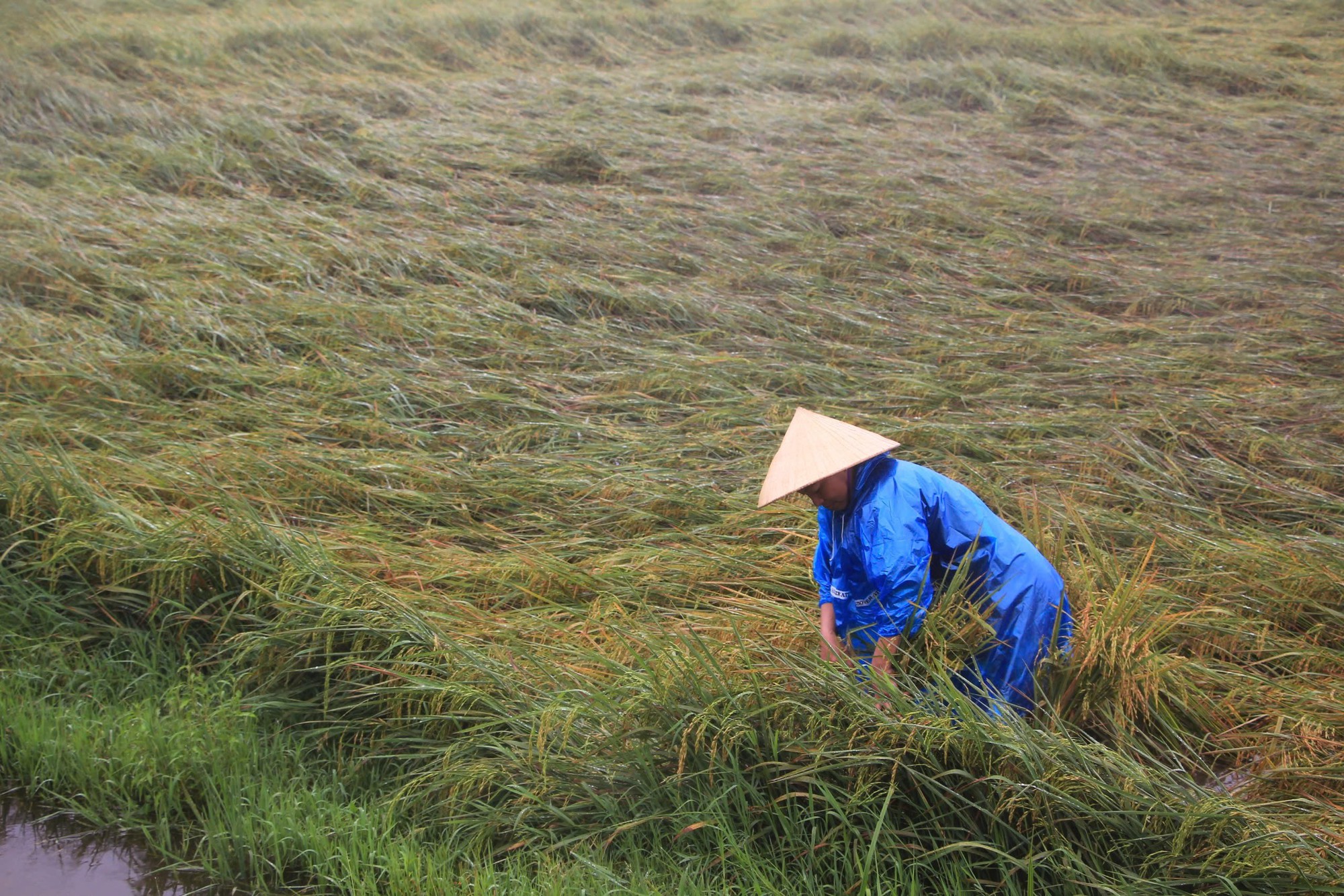 Quảng B&igrave;nh: Hơn 1.600ha l&uacute;a v&agrave; hoa m&agrave;u ngập &uacute;ng, đổ ng&atilde; sau mưa lớn- Ảnh 5.