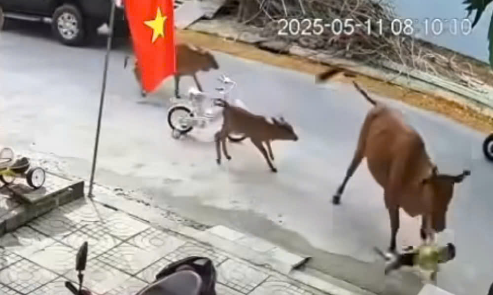 Kinh h&atilde;i b&ograve; thả r&ocirc;ng tấn c&ocirc;ng ch&aacute;u b&eacute; ở Đ&agrave; Nẵng- Ảnh 1.
