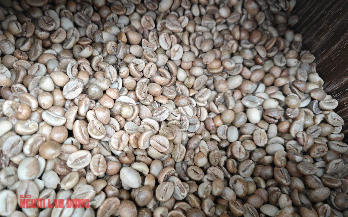 Giá cà phê hôm nay 13-5: Đột ngột lao dốc