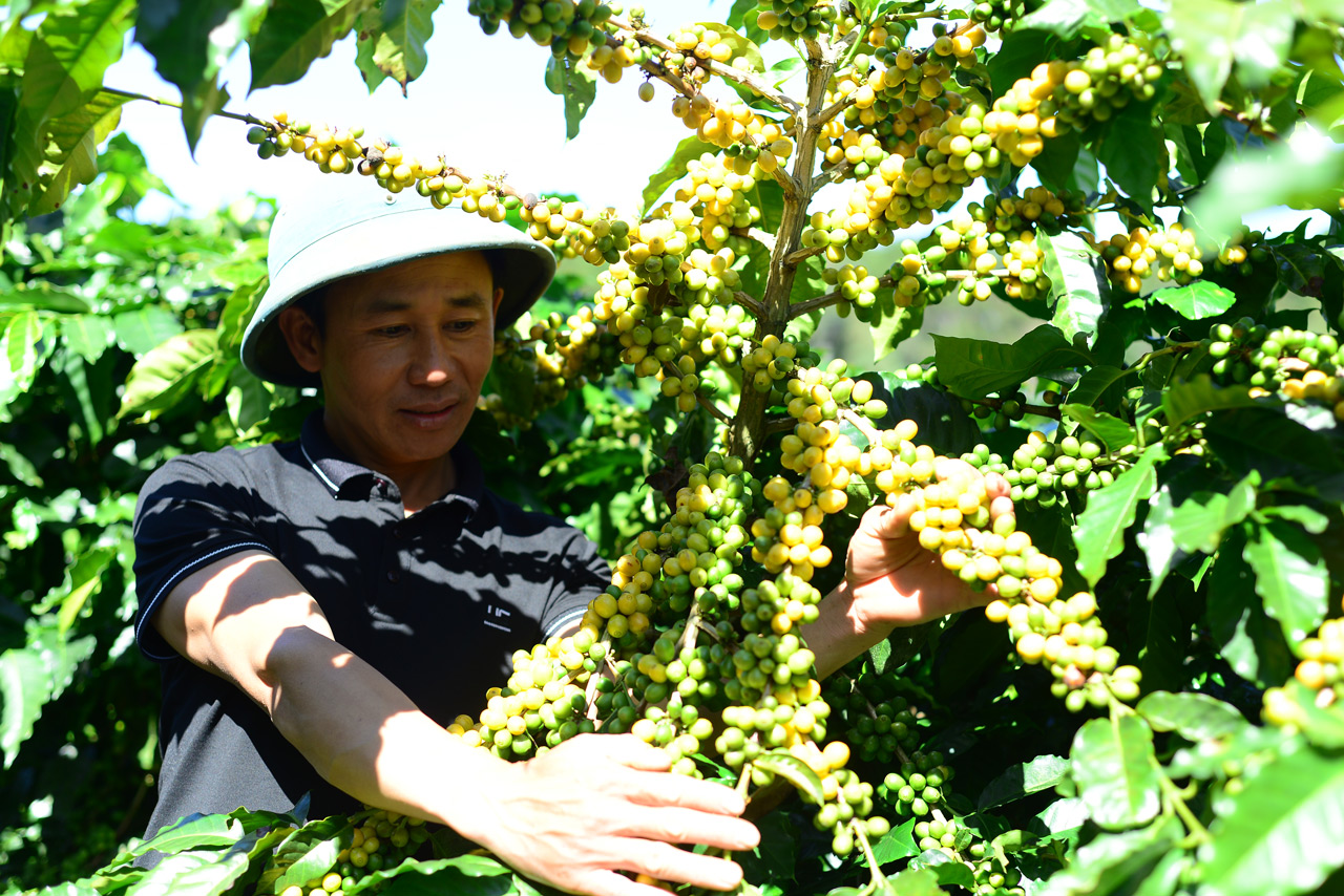 Giữ vị thế cho cà phê Việt: Xuất khẩu lập kỷ lục nhưng chưa bền - Ảnh 2.