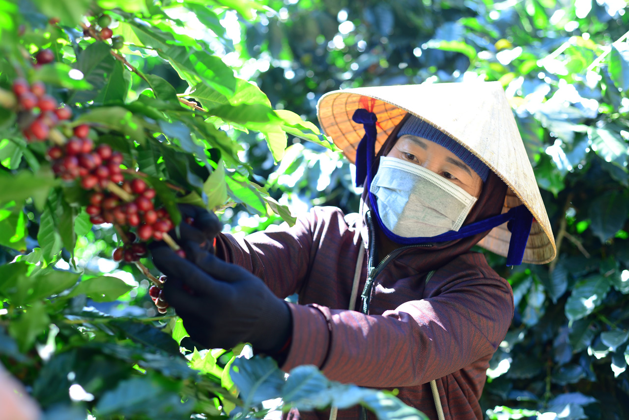Giữ vị thế cho cà phê Việt: Xuất khẩu lập kỷ lục nhưng chưa bền - Ảnh 9.