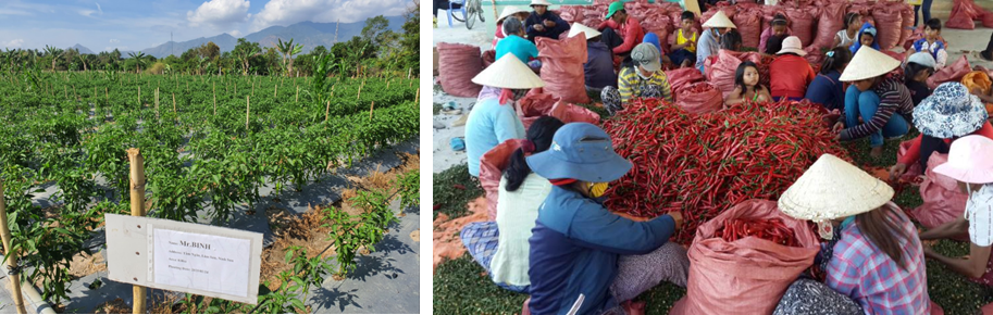 Tập đo&agrave;n CJ  mở rộng v&ugrave;ng nguy&ecirc;n liệu ớt tại Ninh Thuận- Ảnh 1.