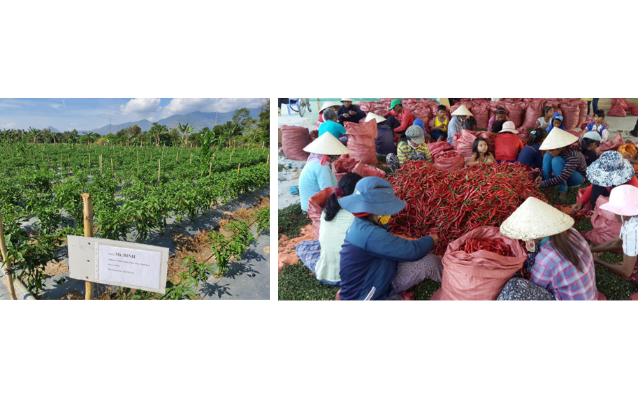 Tập đoàn CJ  mở rộng vùng nguyên liệu ớt tại Ninh Thuận