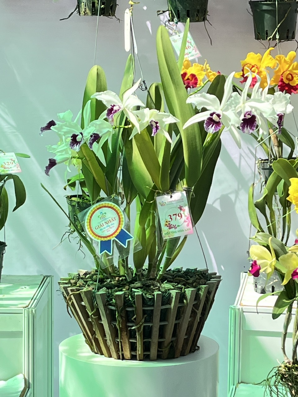 Lễ hội hoa lan ho&agrave;nh tr&aacute;ng nhất TP HCM: C&oacute; g&igrave; ở "Chuyến t&agrave;u đa sắc" năm nay? - Ảnh 11.