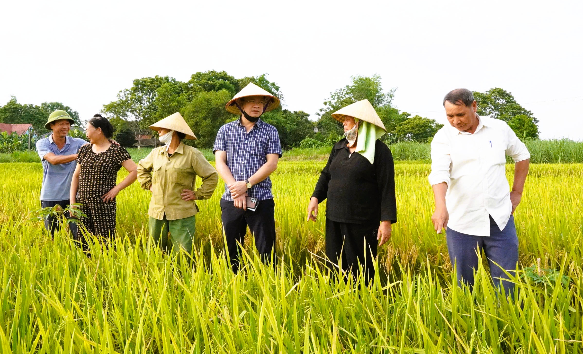 Nông dân mất mùa vì hàng chục ha lúa không chịu… "cúi đầu" - Ảnh 2.