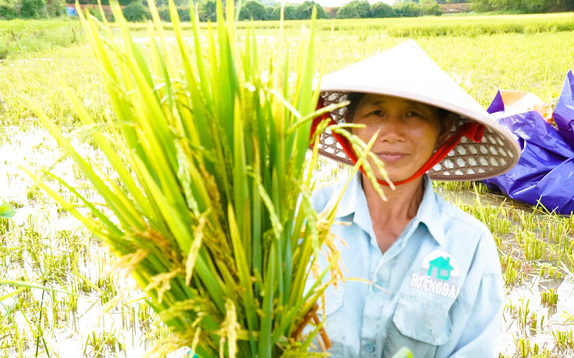 Nông dân mất mùa vì hàng chục ha lúa không chịu… "cúi đầu"