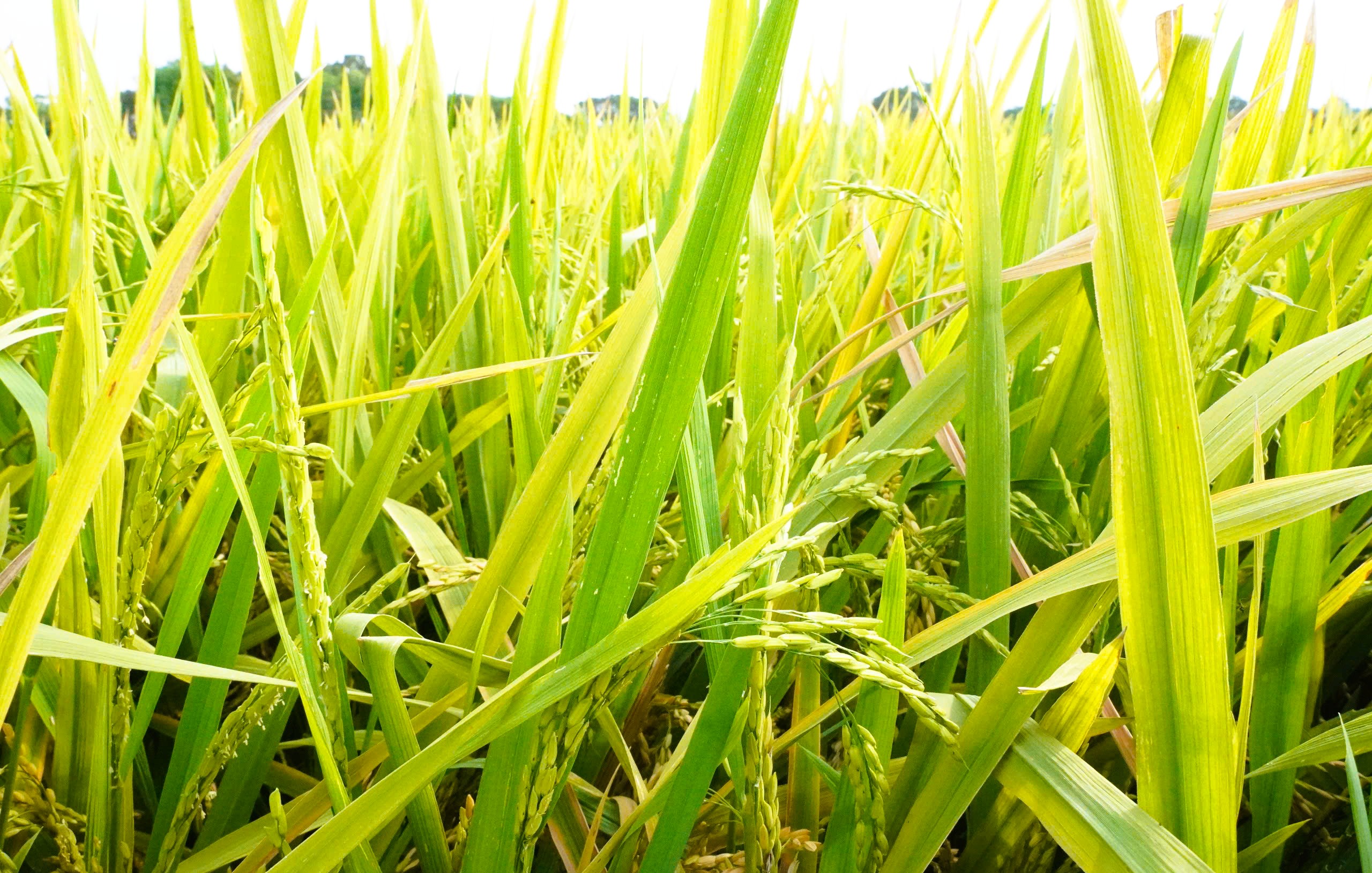 Nông dân mất mùa vì hàng chục ha lúa không chịu… "cúi đầu" - Ảnh 3.