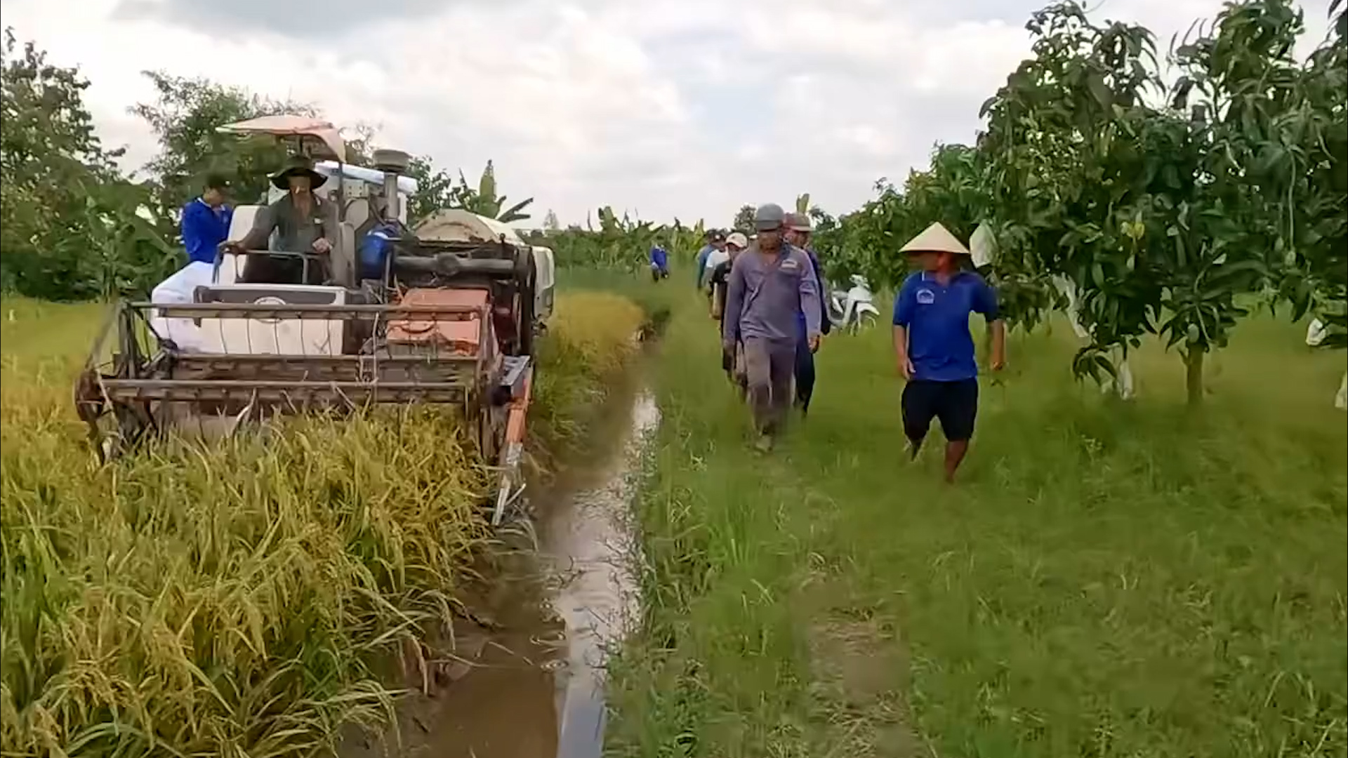 VIDEO: Cả xóm ở miền Tây rộn ràng săn chuột đồng - Ảnh 1.