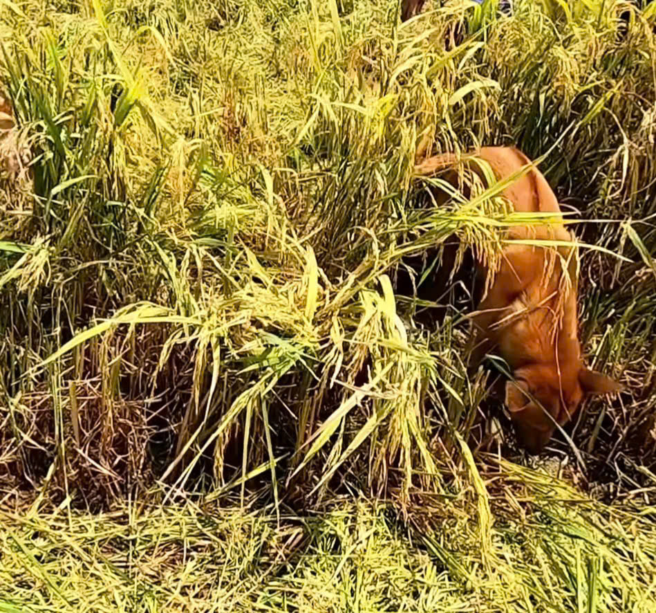 VIDEO: Cả xóm ở miền Tây rộn ràng săn chuột đồng - Ảnh 8.