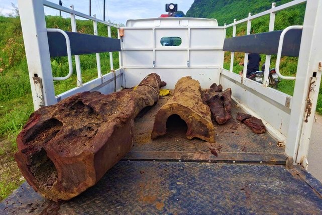 Phong Nha "dậy s&oacute;ng" đ&ecirc;m khuya: Gốc sưa đỏ tiền tỉ lại bất ngờ lộ diện dưới suối?- Ảnh 1.