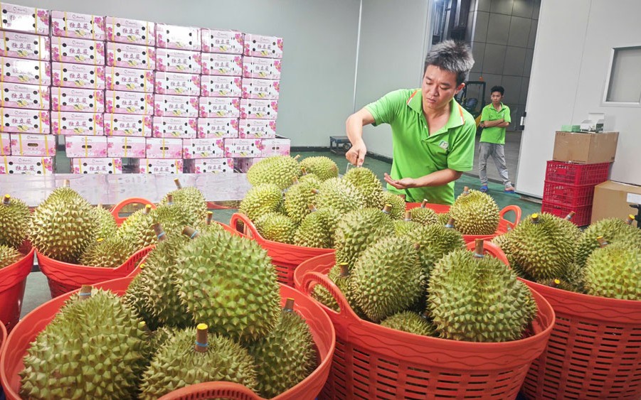 Nghị định thư xuất sầu riêng sang Trung Quốc sắp hết hạn, Hiệp hội gửi "tâm thư" tới Bộ trưởng