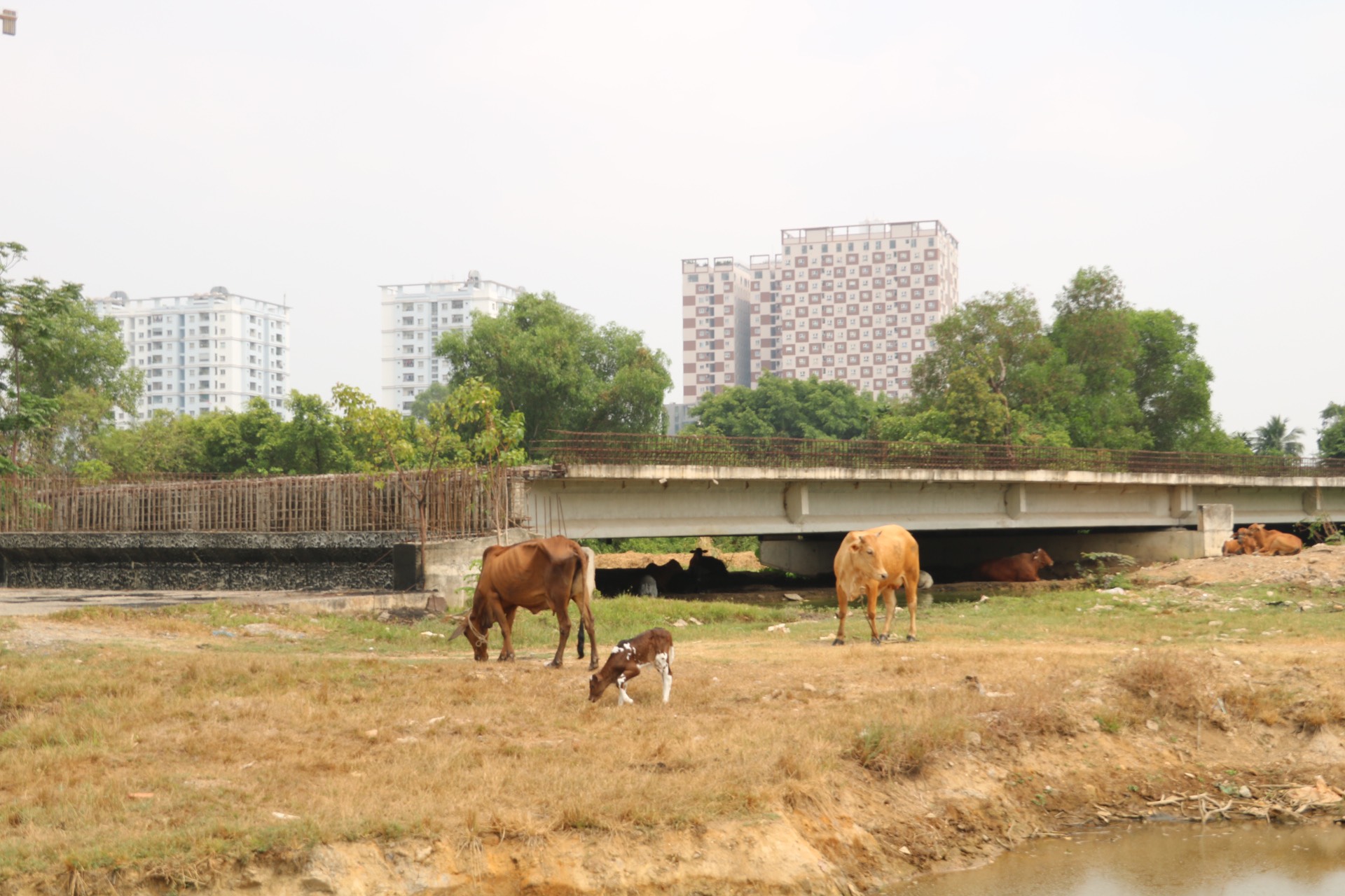 Đoạn v&agrave;nh đai 2 &ldquo;ngủ qu&ecirc;n&rdquo; giữa l&ograve;ng TP Thủ Đức - Ảnh 2.