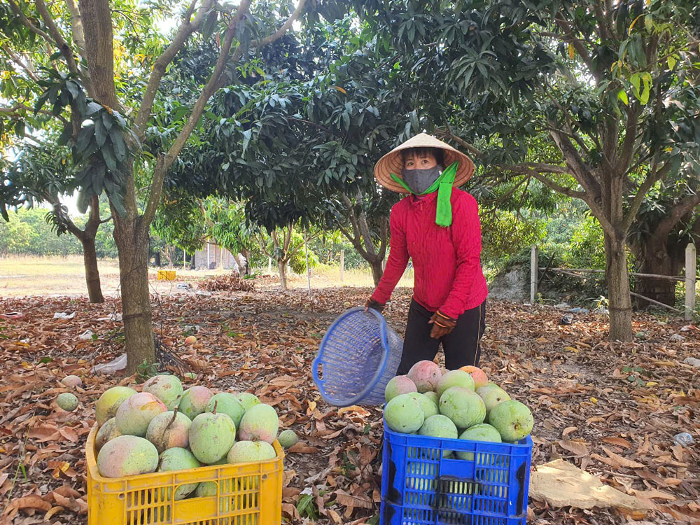 Trái cây, nông sản rớt giá mạnh - Ảnh 1.