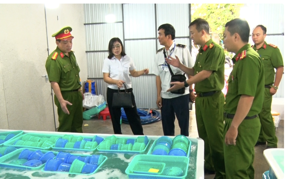 Kh&aacute;nh H&ograve;a: Hủy hơn 850 ng&agrave;n t&ocirc;m h&ugrave;m giống nhập "lậu" trị gi&aacute; 34 tỉ đồng - Ảnh 1.