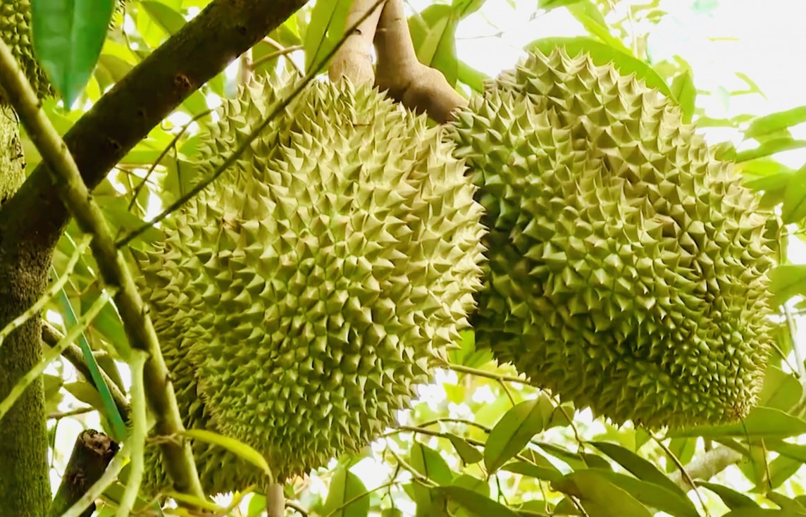 Thủ tướng Chính phủ chỉ đạo Bộ Công an điều tra, đảm bảo an ninh chuỗi cung ứng sầu riêng- Ảnh 1.