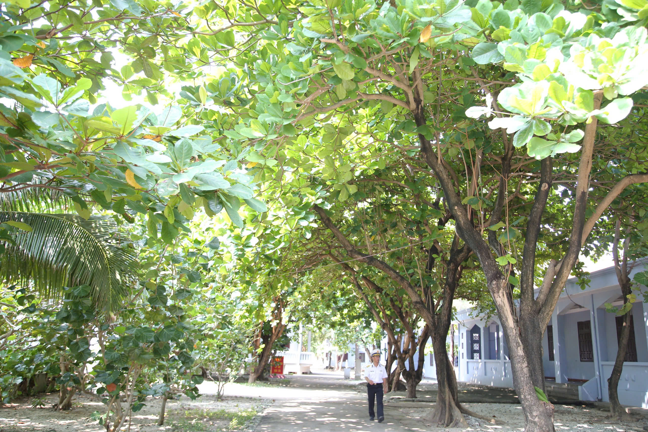 Xanh ngát Trường Sa- Ảnh 1.