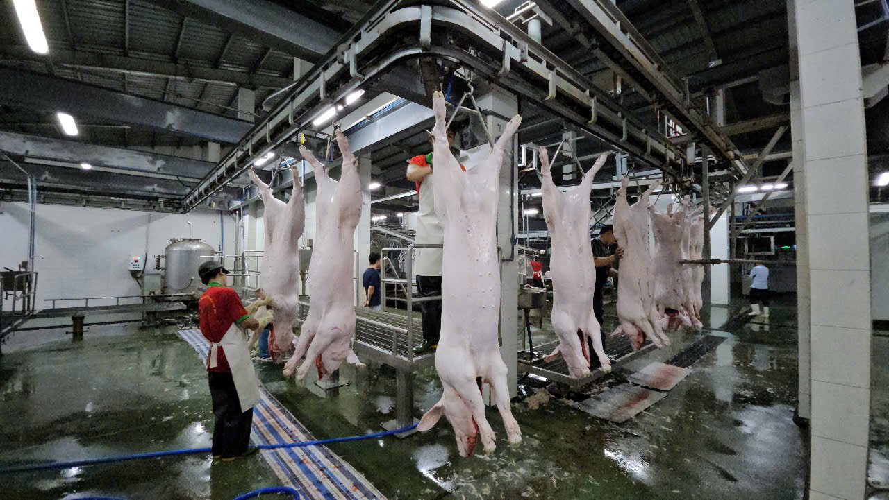 Gi&aacute; heo hơi h&ocirc;m nay 22-5: miền Nam cao hơn c&aacute;c khu vực kh&aacute;c 5.000 đồng - 8.000 đồng/kg  - Ảnh 1.