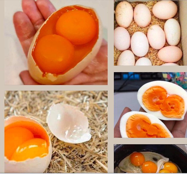 Thực hư thông tin về các loại trứng gà 2 lòng đỏ, vỏ nhiều màu sắc - Báo Người Lao Động