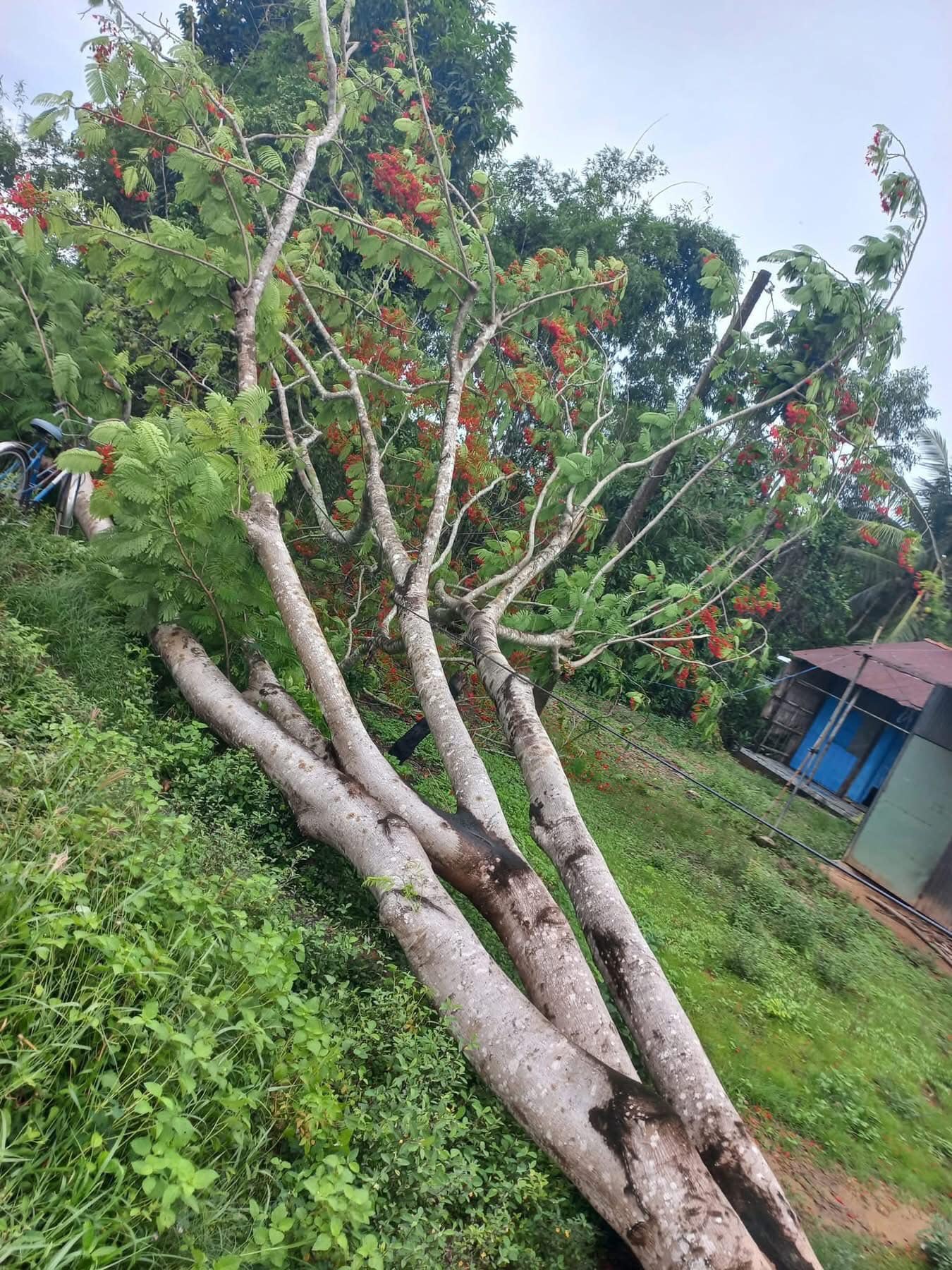 C&acirc;y phượng ng&atilde; k&eacute;o theo d&acirc;y điện bị đứt, khiến 2 thợ sửa xe bị điện giật tử vong - Ảnh 1.