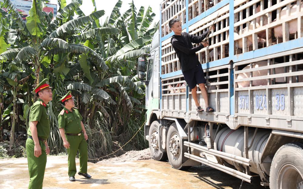 Xe tải chở 14 tấn heo bị dịch tả châu Phi đi tiêu thụ- Ảnh 2.