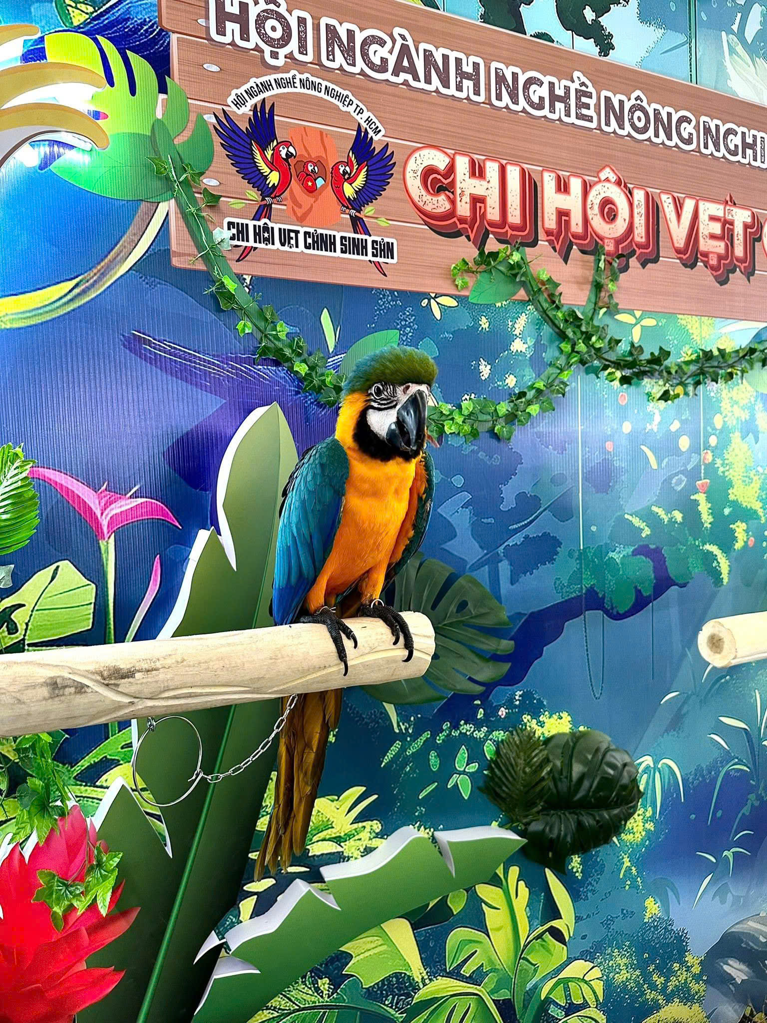VIDEO: Sinh vật cảnh “đẹp, độc, lạ” đang trưng bày tại TP HCM - Ảnh 13.