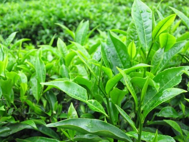 Đốt mỡ cực nhanh với 7 loại thực phẩm quen thuộc- Ảnh 7.