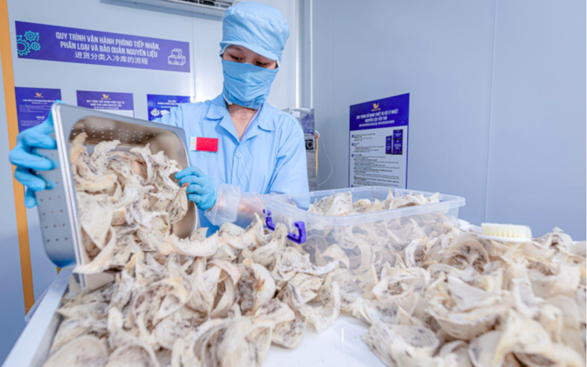 Tổ yến của Việt Nam xuất chính ngạch sang Trung Quốc thu về hơn 1 triệu USD/tấn