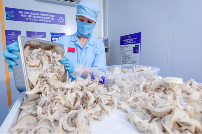 Tổ yến của Việt Nam xuất ch&iacute;nh ngạch sang Trung Quốc thu về hơn 1 triệu USD/tấn- Ảnh 1.