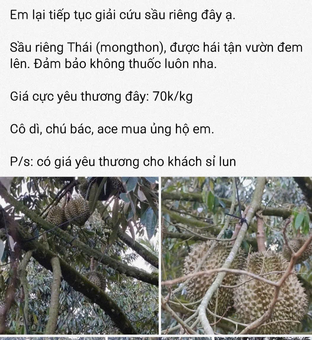 Gi&aacute; sầu ri&ecirc;ng lại giảm, tương lai kh&oacute; đo&aacute;n - Ảnh 1.