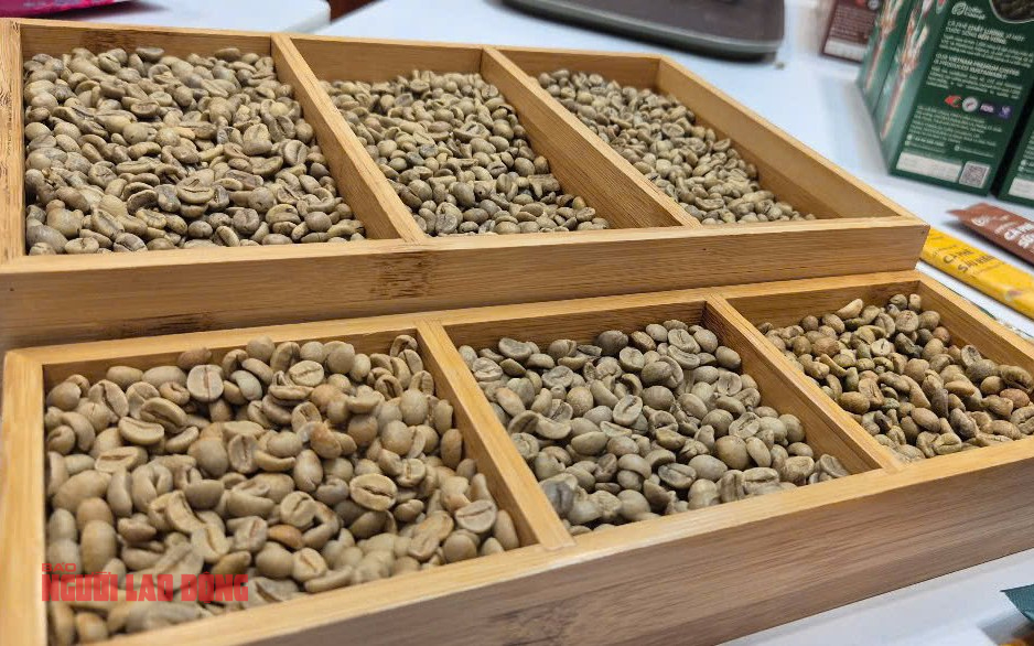Gi&aacute; c&agrave; ph&ecirc; h&ocirc;m nay 2-6: Sự trỗi dậy của Arabica Việt - Ảnh 1.