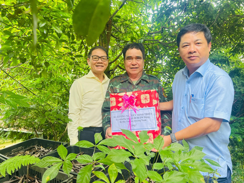 THACO quyết đưa sâm Ngọc Linh lên tầm cao - Ảnh 1.
