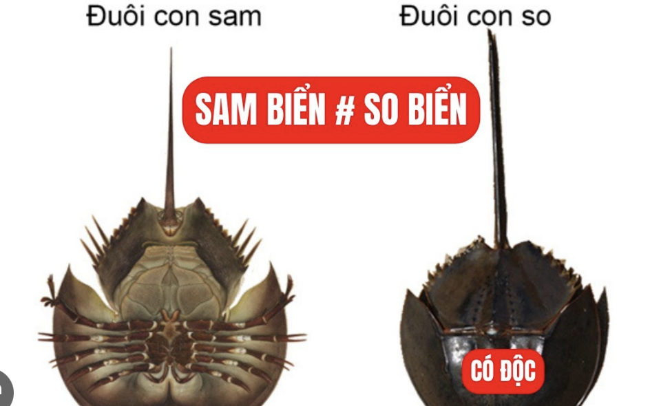 Ăn so biển, người đàn ông liệt cơ, suýt mất mạng