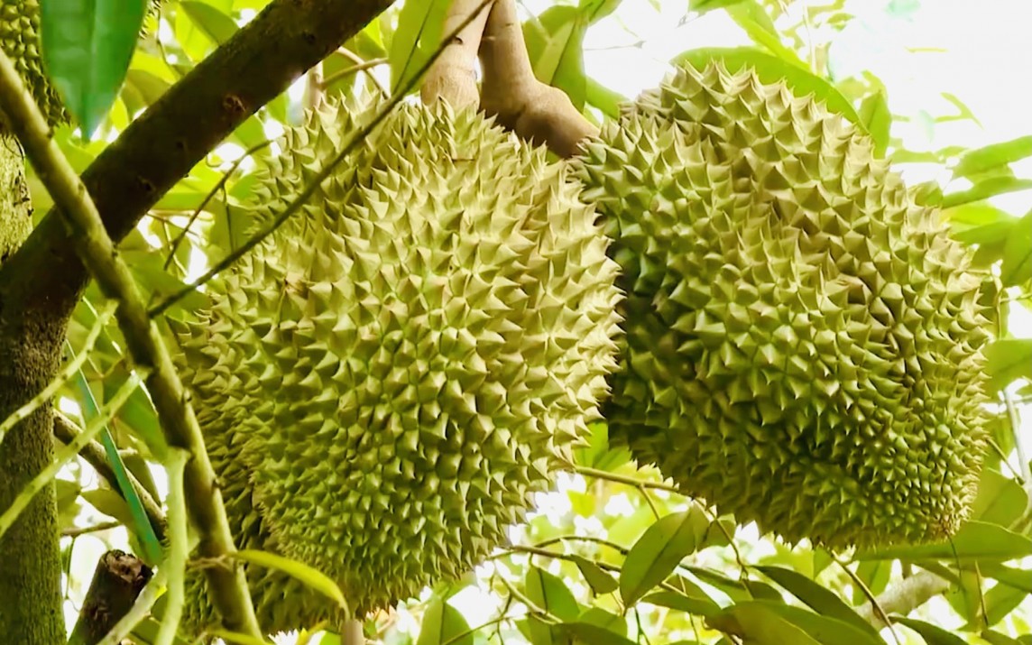 "Đổ lỗi dùng phân bón DAP khiến sầu riêng nhiễm cadimi là chưa chính xác"?