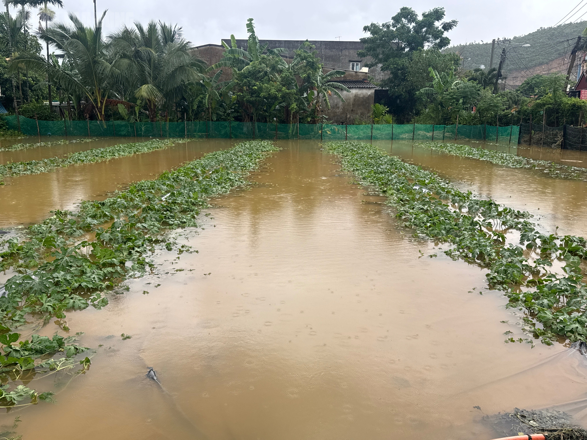 Đà Nẵng: Lũ bất ngờ trong đêm, người nuôi tôm suy sụp vì mất trắng- Ảnh 4.