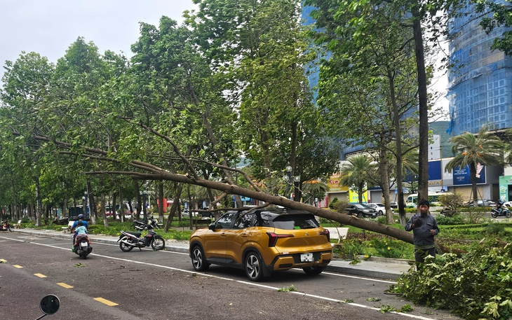 Quy Nhơn: Cây xanh bật gốc giữa phố, đè bị thương một phụ nữ - Ảnh 1.