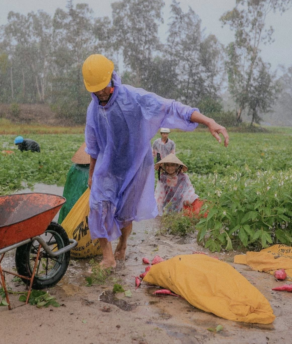 Bão số 1 gây mưa kỷ lục ở Quảng Nam, 16.700 ha lúa, hoa màu ngập nặng - Ảnh 4.
